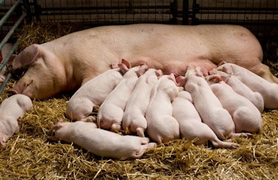 Piglets Suckling