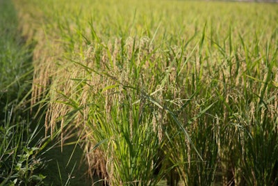 Green Paddy Rice In The Rice Field, The Tropical Plant