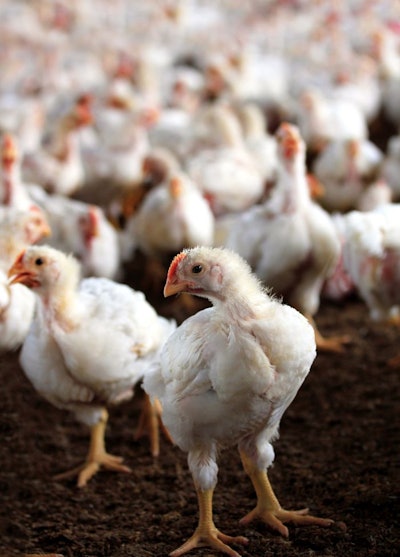 Young white hen looking at the camera with a group of other chicken behind it in a poultry farm bred especially for meat and eggs