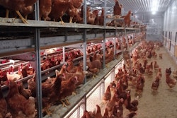 Cage Free Laying Hens