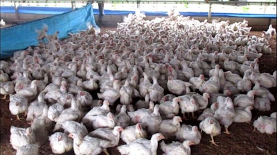 Taking a simple approach to broiler capture can help to keep birds calm and prevent injuries. (Eduardo Cervantes López)