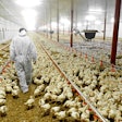 Calarasi, Romania - November 5, 2013: A farmer veterinary walks inside a poultry farm in Calarasi on November 5, 2013.