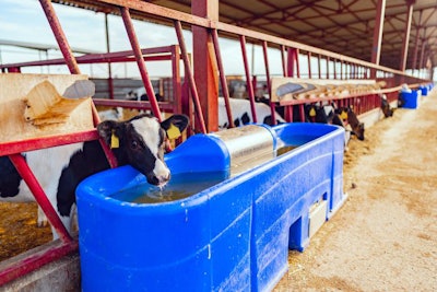 Water’s chemical and physical nature is unusual — making it ideally suited for driving many hundreds of biochemical and physiological processes in cows. (Fabrikafoto | BigStock.com)