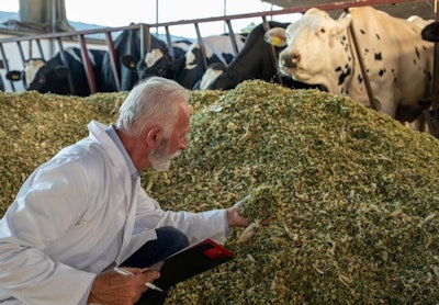 Mature Technologist Checking Quality Of Cattle Feed Lucerne (alf