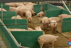 maple-leaf-sow-housing