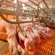 Swine Farming – Parent Swine Farm. Feeding Baby Piglets, One Of