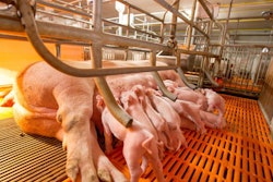 Swine Farming – Parent Swine Farm. Feeding Baby Piglets, One Of
