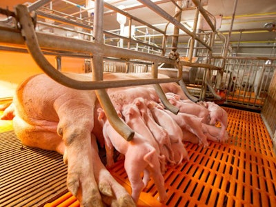 Swine Farming – Parent Swine Farm. Feeding Baby Piglets, One Of