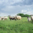 Sheep In The Meadow. Sheep On The Green Grass. A Flock Of Sheep.
