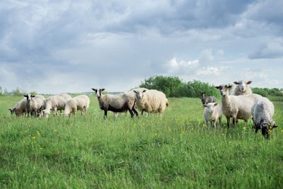 Sheep In The Meadow. Sheep On The Green Grass. A Flock Of Sheep.