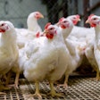 Poultry Farm With Broiler Breeder Chicken. Husbandry, Housing Bu