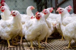 Poultry Farm With Broiler Breeder Chicken. Husbandry, Housing Bu