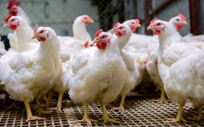 Poultry Farm With Broiler Breeder Chicken. Husbandry, Housing Bu