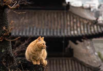 Some Cat From Japan