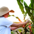 Biotechnology engineer examining plant of corn for disease.