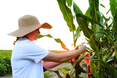 Biotechnology engineer examining plant of corn for disease.
