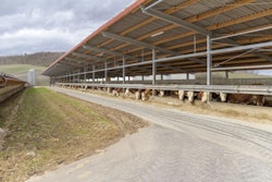 Some Cattle At Feed In A Barn In Sunny Ambiance Seen In Southern