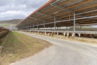 Some Cattle At Feed In A Barn In Sunny Ambiance Seen In Southern