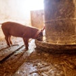 Pig At Farm Eating. Domestic Animal Concept.