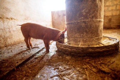 Pig At Farm Eating. Domestic Animal Concept.