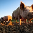 Pigs eating on a meadow in an organic meat farm – wide angle len