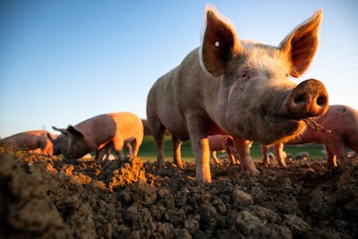 Pigs eating on a meadow in an organic meat farm – wide angle len