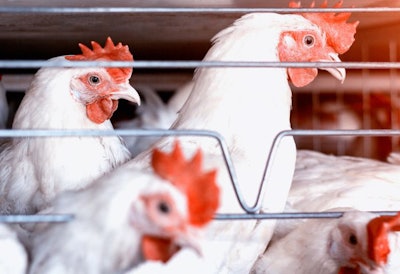 Many of 2022’s challenges for poultry and poultry feed producers point back to the lingering effects of the COVID-19 pandemic. (Chaser223 | BigStock.com)