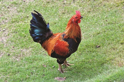 Jungle-fowl-Philippines