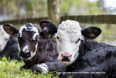 Ruminant species header shot credit LR