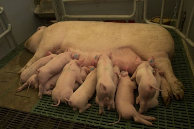 Litter Of Piglets Sucking Milk From Mother Pig On Farm (sus Scro