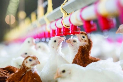 Optimal pullet management requires consideration of feed, farm and health. Courtesy Trouw Nutrition