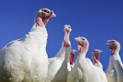 In 2021, Jennie-O Turkey Store eclipsed Butterball after it significantly cut its production between 2019 and 2021. Butterball and Jennie-O spent the past two decades trading places at the top of the turkey rankings. (Joan Wozniak | iStockPhoto.com)