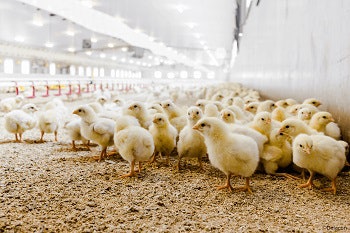 Delacon poultry chicks