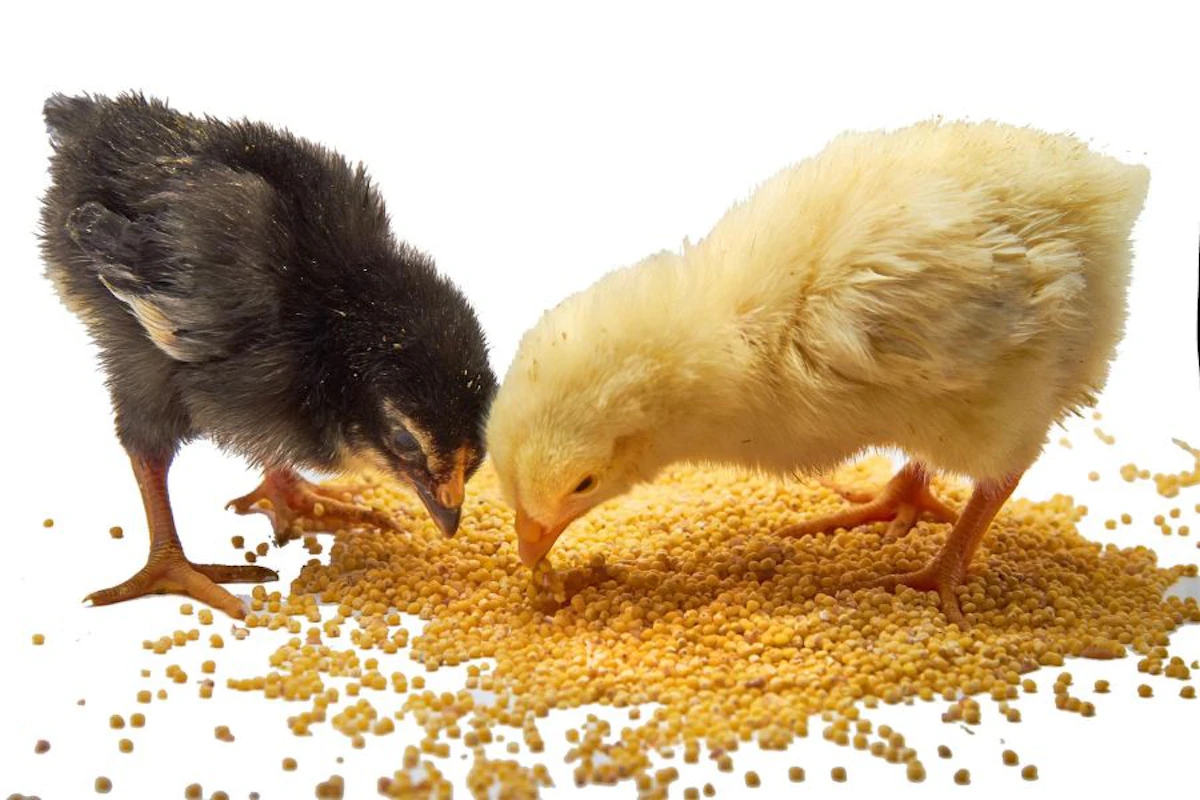 More broiler super pre-starter formulation secrets revealed | Feed Strategy