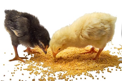 broiler-chicks-eating-feed-on-white-bkgrnd