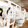 A Cute Black And White Calf In A Calf Barn At A Dairy Farm, Peek