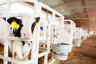 A Cute Black And White Calf In A Calf Barn At A Dairy Farm, Peek