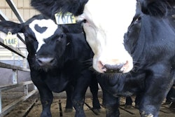steer-rubber-mats