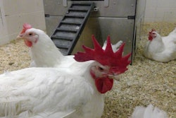 Chickens-in-experimental-feeding-system