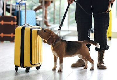 Officer With Dog Checking Suitcase In Airport, Closeup. Luggage