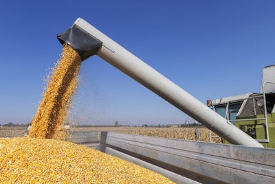 Combine Harvester Unloading Corn Grains. Corn Falling From Combi