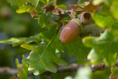 Oak Autumn Leaves And Acorns. Acorns. Close-up Of An Oak Branch