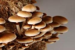 Honey Mushrooms In Mushrooms Farm Grow Together In Groups. Mushr