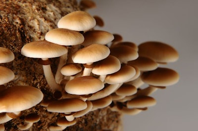 Honey Mushrooms In Mushrooms Farm Grow Together In Groups. Mushr