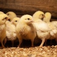 group-of-yellow-chicks