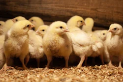 group-of-yellow-chicks