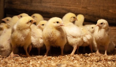 group-of-yellow-chicks