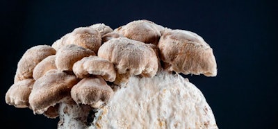 Wladimir.B | BigStock.com