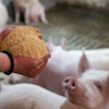 Farmer Holding Dry Feed In Hands In Front Of Pigs In Barn