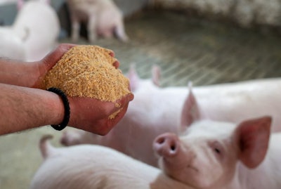 Farmer Holding Dry Feed In Hands In Front Of Pigs In Barn